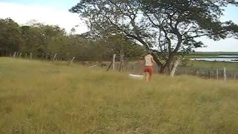 Sweeping for Grasshoppers in Palo Verde