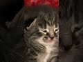 Cute Kitten Mittens, Can't Get Comfortable | Too Cute! | Animal Planet