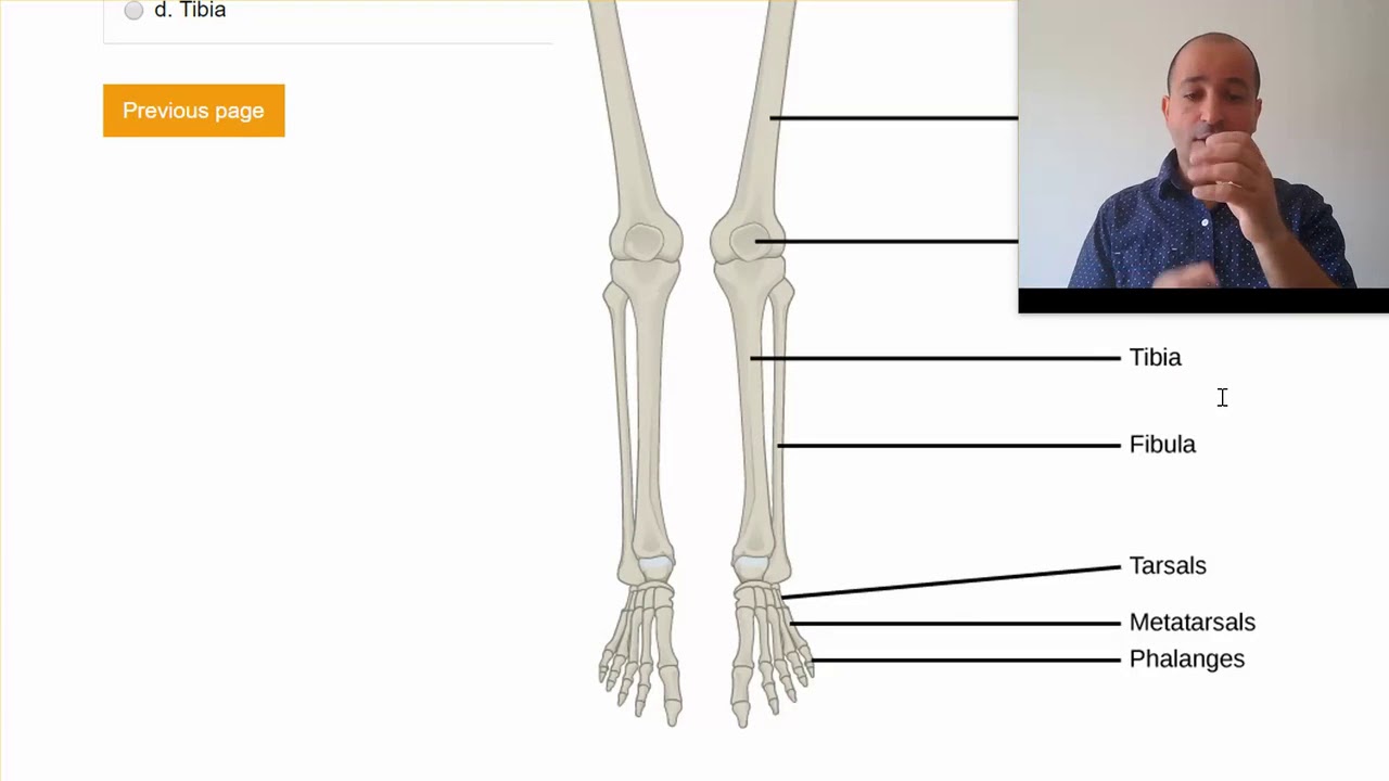 Which bone is located in the leg on the medial side? PassMBLEx.com