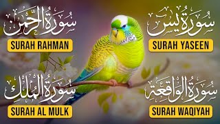 Download Lagu Surah Yasin | Surah Rahman | Surah Waqia | Surah Mulk | Full HD | Path Of Noor 20 MP3
