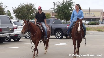 SJS California Poppy and Hickorys Kitty Cat - on the town! - ValleyViewRanch.net