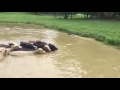 TRAINING YOUR DOG TO GET CATTLE OUT OF THE WATER TRAINING YOUR DOG TO GET CATTLE OUT OF THE WATER