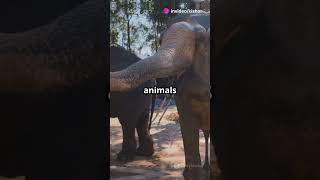 “Gomphotheres: The Four-Tusked Giants That Ruled the Ice Age 🐘❄️”