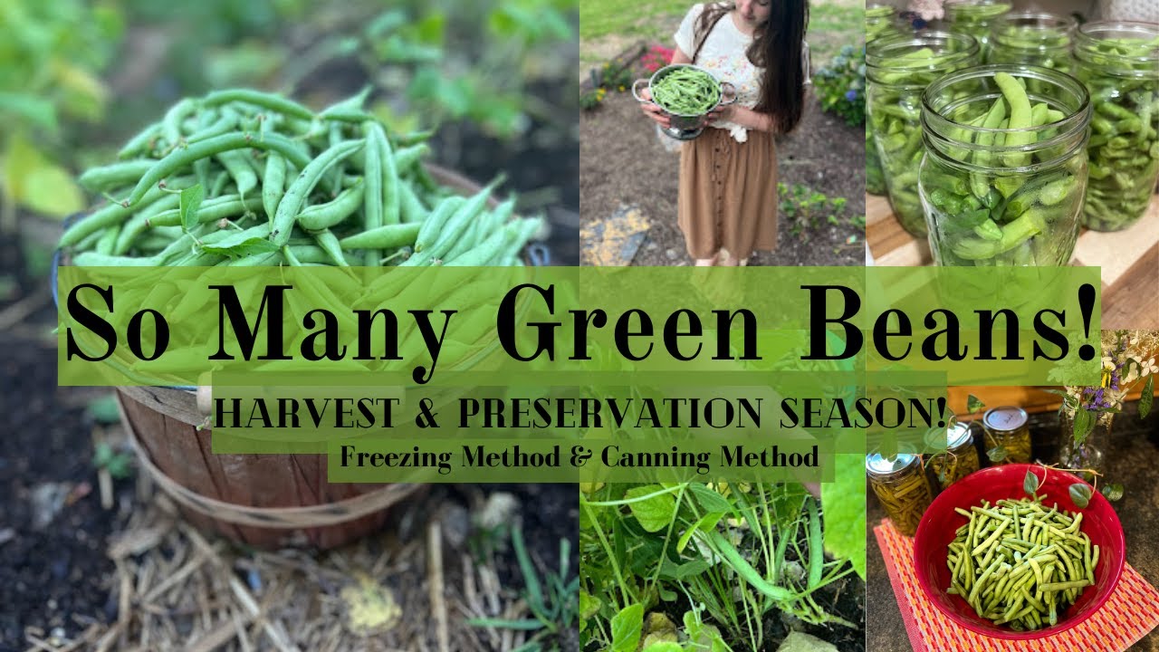Our First GREEN BEAN Harvest How to HARVEST & PRESERVE Green Beans