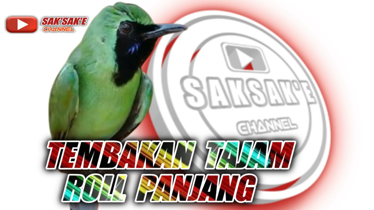 Masteran Cucak Ijo || Tembakan Tajam Roll Panjang