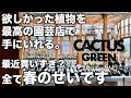 【CACTUS GREEN】ここでしか買えない超希少植物を買いました｜塊根植物