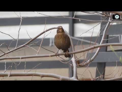 Qara qaratoyuq (lat. Turdus merula) ailəsi və sağsağan