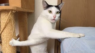 Funny Cat Videos of 2024  YOU LAUGH YOU LOSE