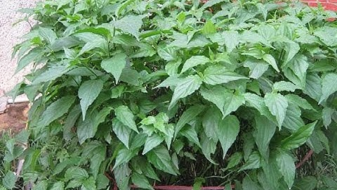 BÀI THUỐC DÂN GIAN--CÂY BÌM BỊP CHỮA XƯƠNG KHỚP