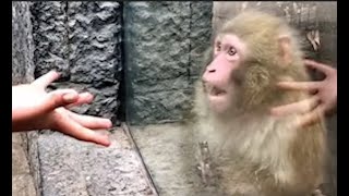 Monkey appears completely shocked at a visitors magic trick at the zoo