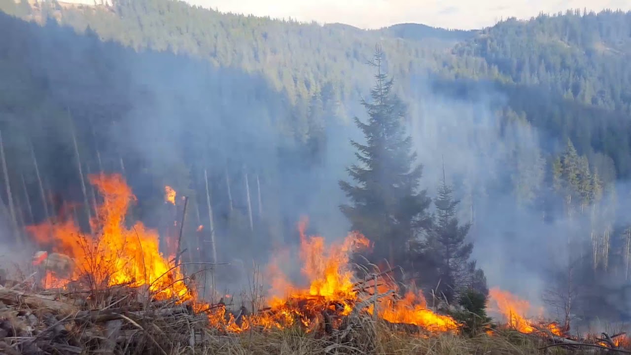 La un pas de dezastru. Zone întregi de pădure din județul Suceava, amenințate de flăcări
