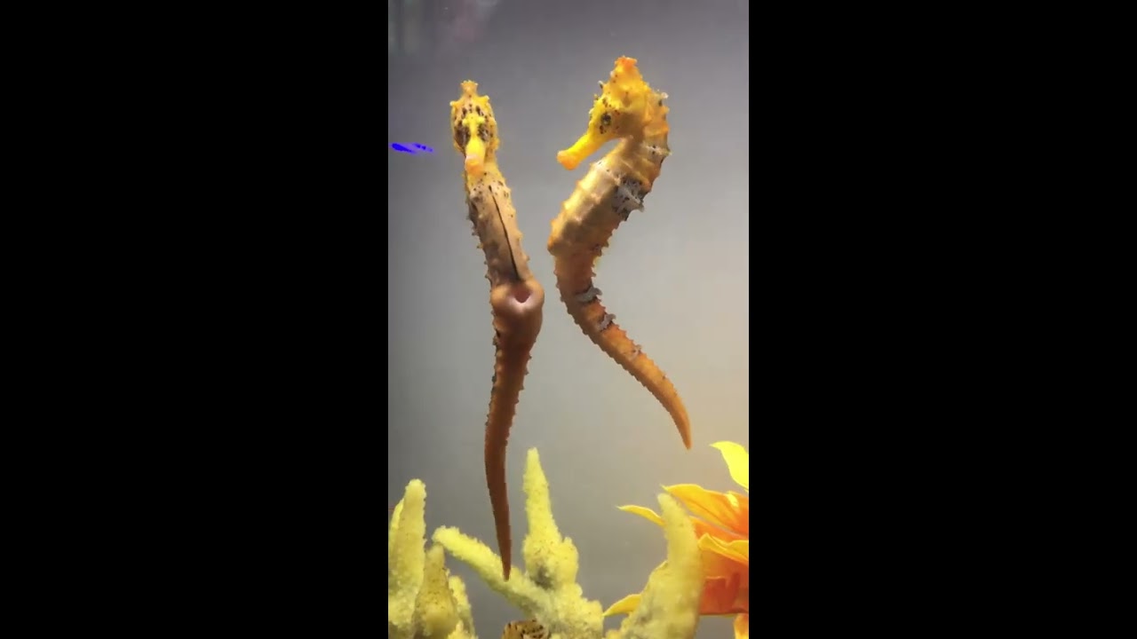 Female Seahorse Transferring Her Eggs To The Male Seahorses Beauty Nature Aqualush