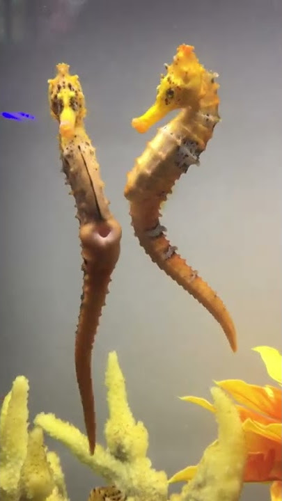 Female seahorse transferring her eggs to the male. #seahorses #beauty #nature #aqualush