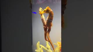 Female seahorse transferring her eggs to the male. #seahorses #beauty #nature #aqualush