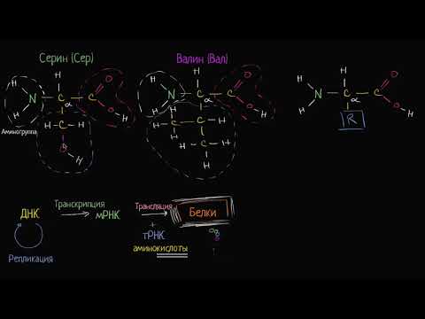 Введение в аминокислоты (видео 8) | Макромолекулы  | Биология