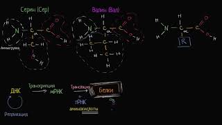 Введение в аминокислоты (видео 8) | Макромолекулы  | Биология