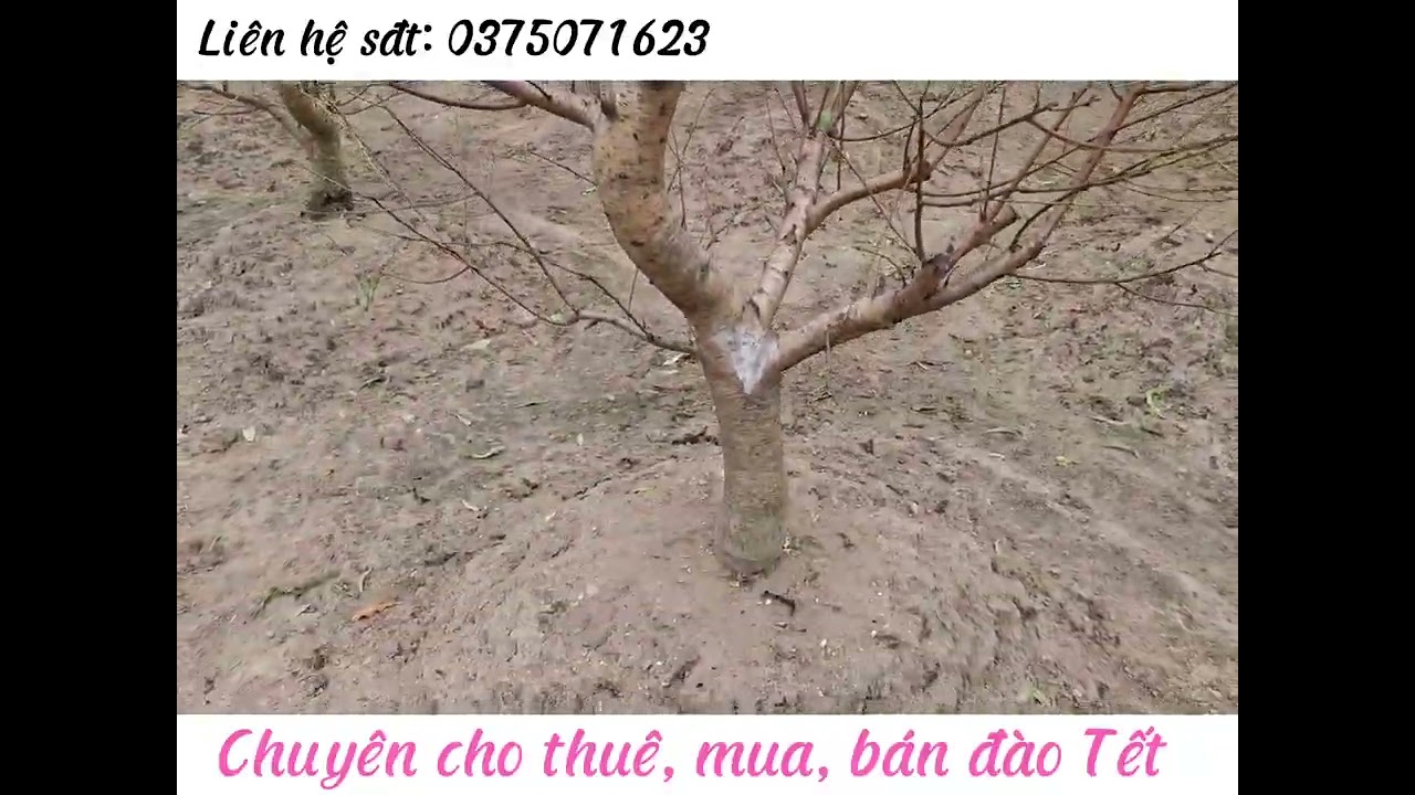 Vườn đào bé siêu xinh cho các bác đi chợ Tết 2025