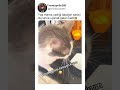 Tabağın Sesini Duyunca Uçarak Gelen Kedi🐈😂
