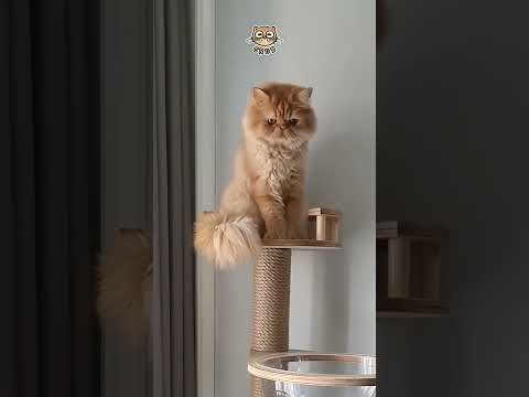 Video DAILY | Bóc chiếc Cat Tree đầu tiên cùng chúng tớ nha - youtube