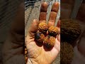 Cleaning Preparing and Drying Black Walnuts From Black Walnut Trees in Sevierville TN