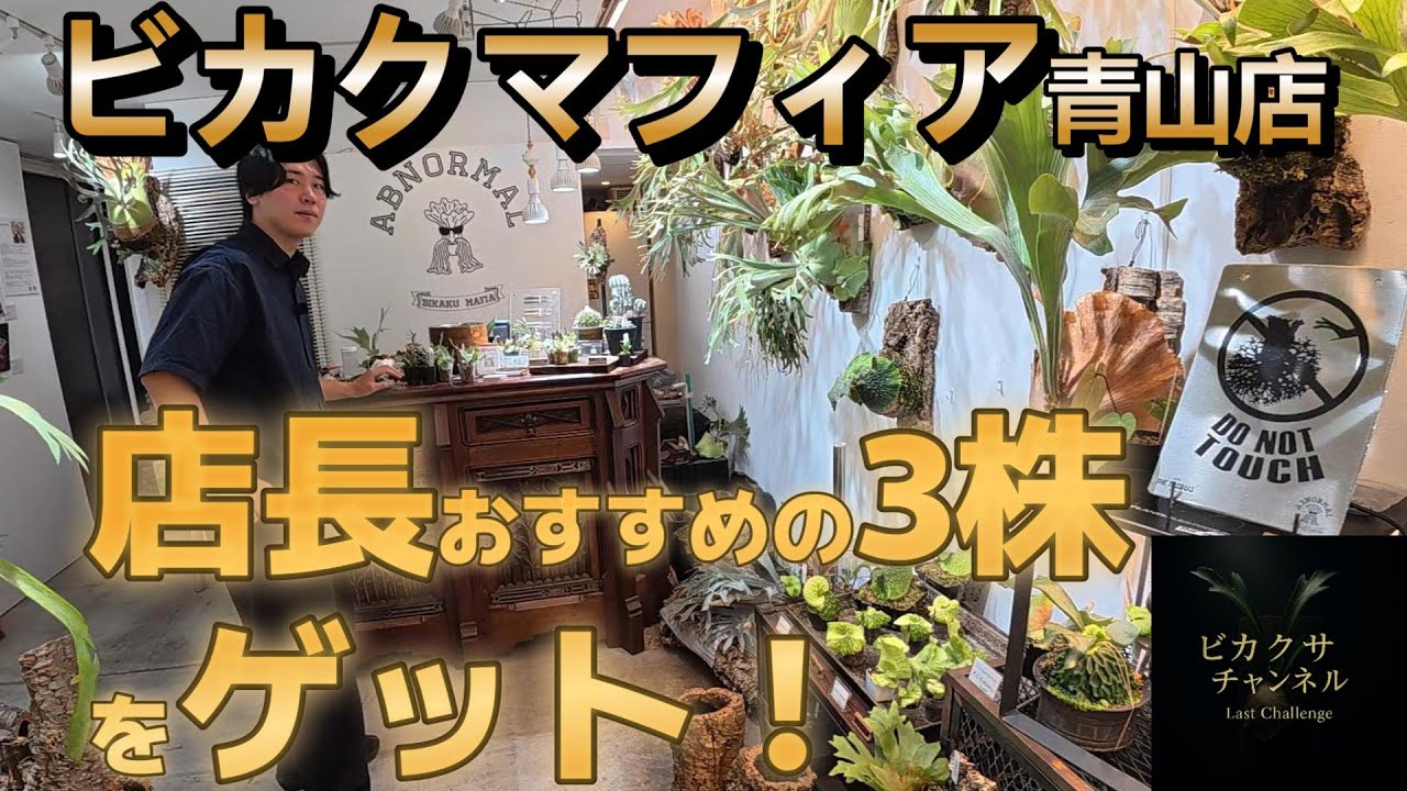 『潜入』青山の名店ビカクマフィアで、店長おすすめの“選ばれし3株”を購入。