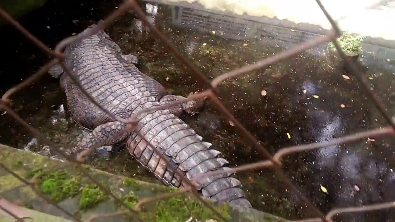 Kebun Binatang Pematang Siantar (Siantar Zoo) - YouTube