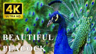 Peacock 4K UHD - วิดีโอ 4K HD - สวรรค์ของสัตว์หลากสีสัน