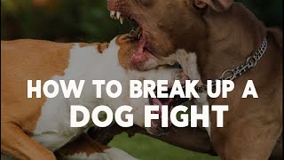 How to Break Up a Dog Fight - Dog Training Tips