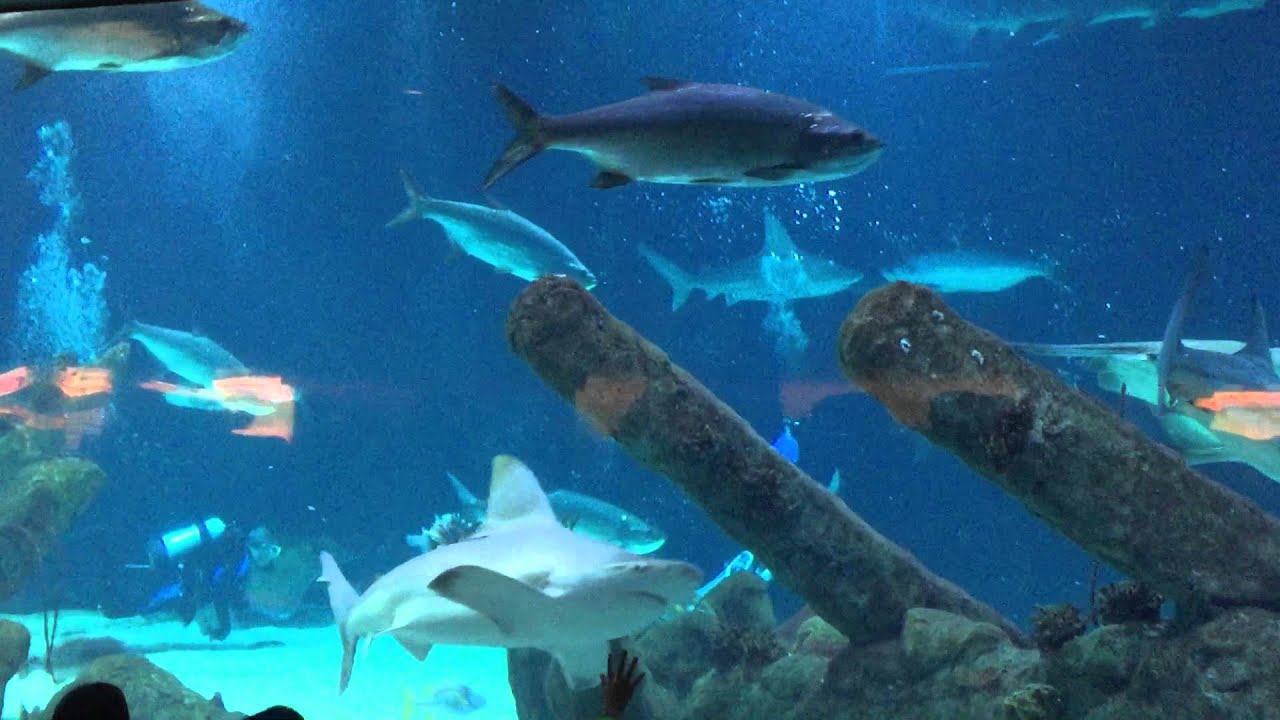 Feeding time at the Albuquerque aquarium YouTube