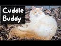 Why do Cats want to Sleep with You (Your Cuddle Buddy) | The Cat Butler