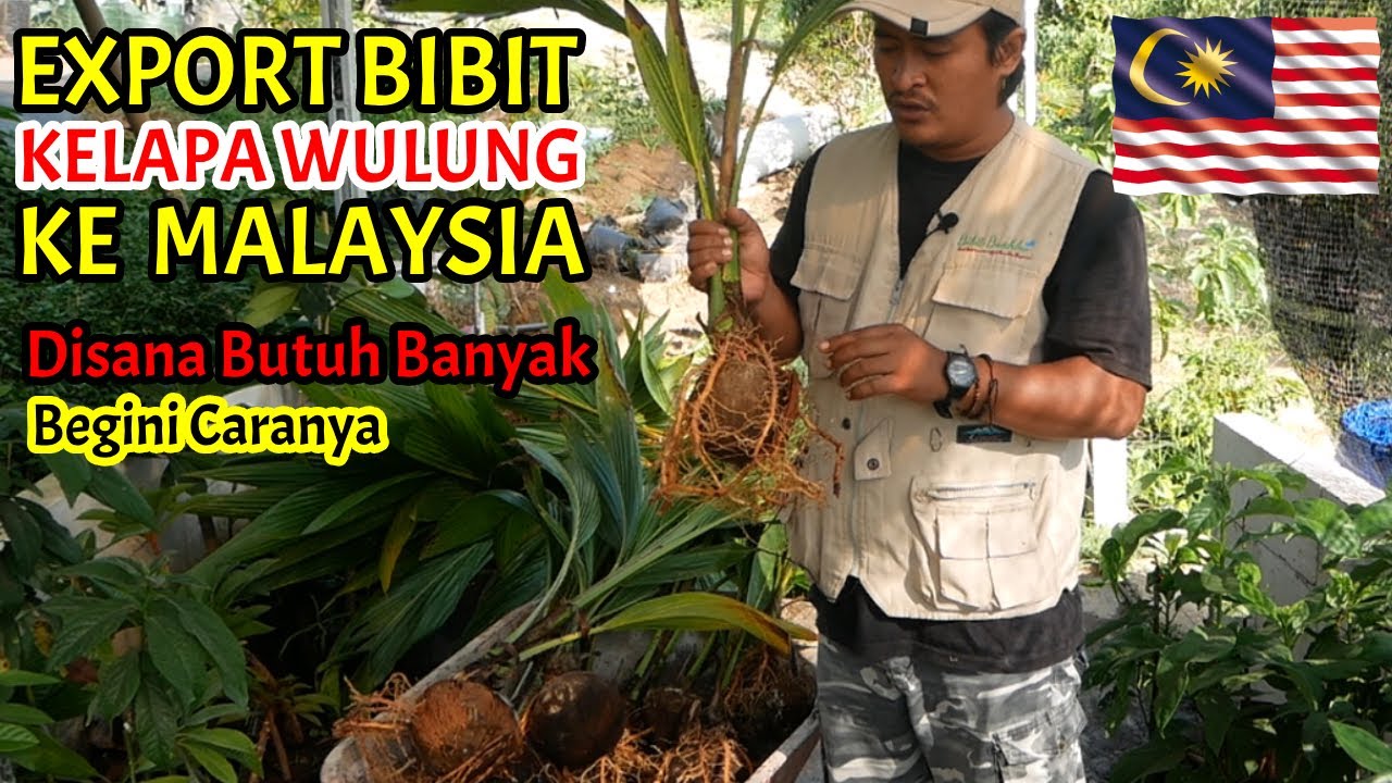 EXPORT Bibit Kelapa Wulung atau Kelapa Hijau ke Luar Negeri 🇲🇾