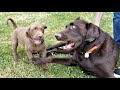 Cabin Visit - Trail Cameras, Leatherman WAVE+, Buck 112 & Puppy