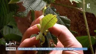 ANIMAUX & NATURE : En Alsace, les petites bêtes ne font pas peur !