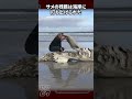 震撼…海洋生物学者が海岸で背筋の凍るようなものを発見!#shorts