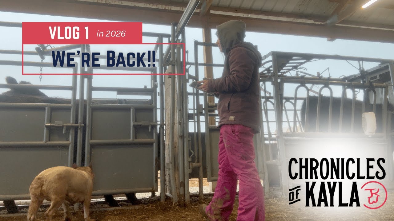 Мы СНОВА за работой | Работа с телками через HerdWatch { Видеоблог 1 из 2026 }