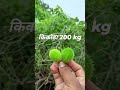 किकोडां @agriculturewalabanda #rajasthan #agristudy