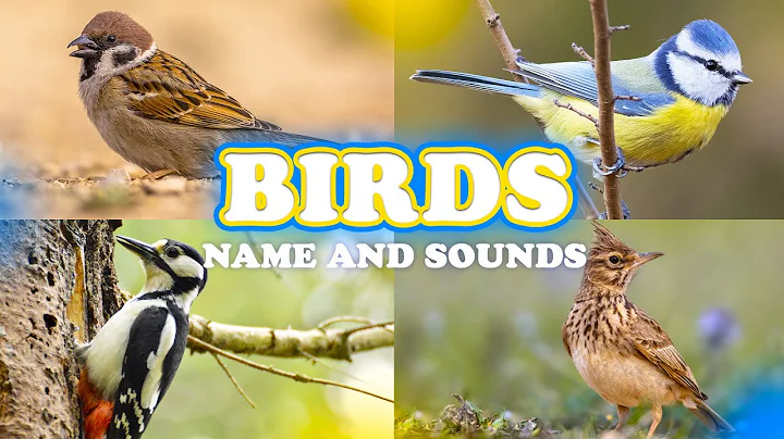 Birds - Names and Sounds - Learn bird species in English