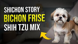 Shichon Story Bichon Frise Shih Tzu Mix