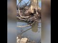 Snake VS Snapping Turtle