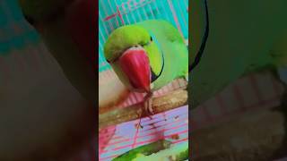 #parrot #cute #birds #funny #greenparrot #maintota #funniestvideo #funnyanimal #rhymes #talking