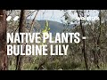Bulbine Lily - Australian native plants