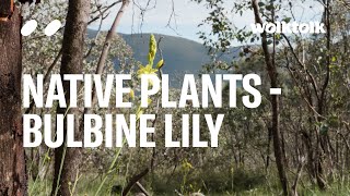 Bulbine Lily - Australian native plants