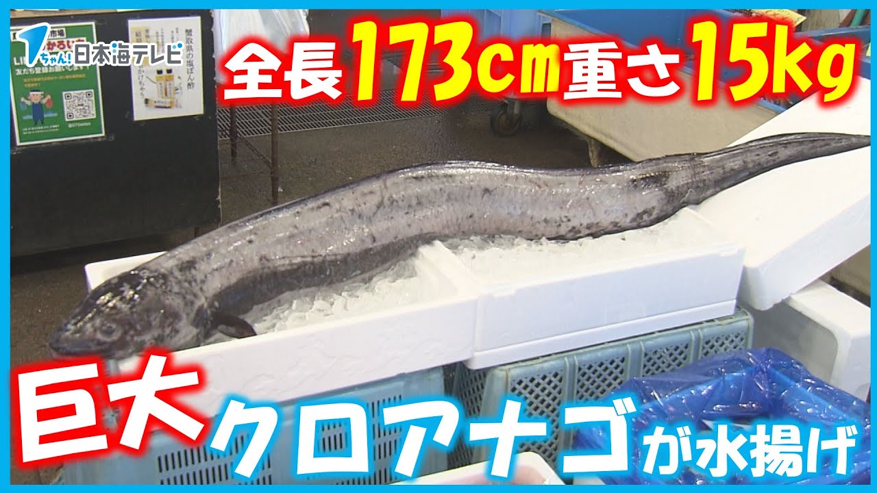 水産関係者も驚きのビッグサイズ】全長173㎝の巨大クロアナゴが水揚げ
