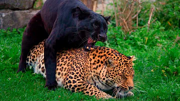 Ist ein schwarzer Panther ein Jaguar?