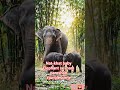 Nat-khat baby Elephant se mam pareshan😄#junglescene #wildlifeentertainment #animals #animaladventure
