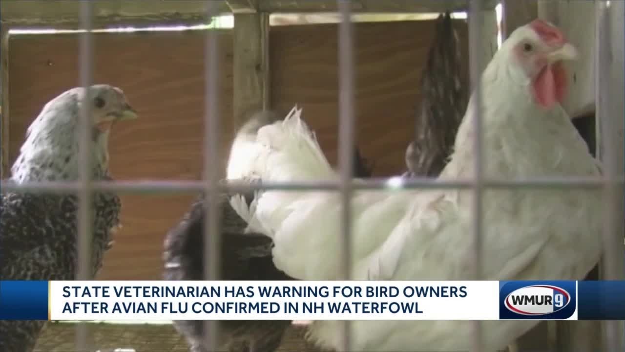 Avian flu detected in New Hampshire YouTube