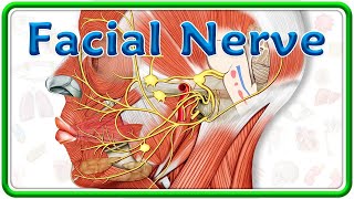 Facial Nerve Anatomy Animation : Nuclei, Course, Branches and Facial nerve Palsy | USMLE Step 1