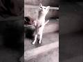 Cat Video 🐈#shorts #youtubeshorts #youtube #cat