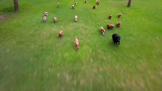 Dogs Chasing Drone