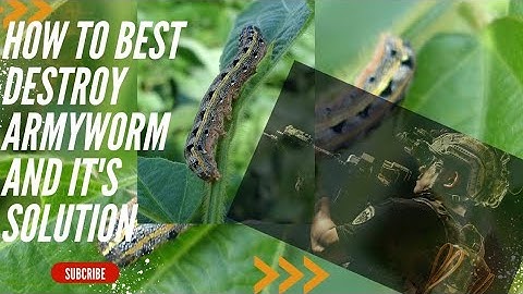 HOW TO BEST DESTROY ARMYWORM INFESTATION ON MAIZE PLANT